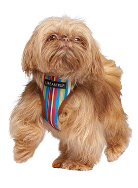 Henley Striped Harness | Patterned Dog Harnesses at Urban Pup