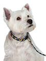 Scotland Football Team Collar & Lead Set